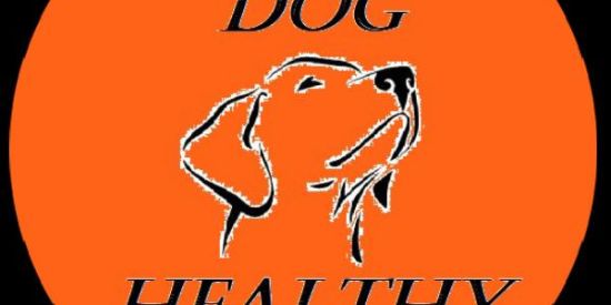 Imagem do grupo de WhatsApp Dog Healthy Food Natural🐶