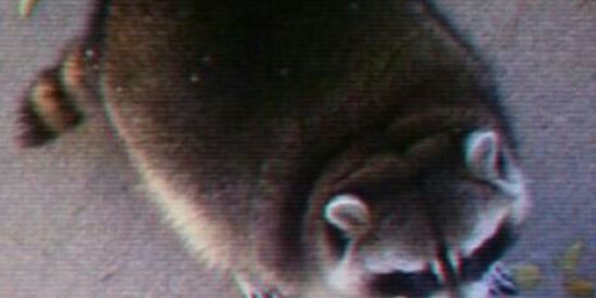 Imagem do grupo de WhatsApp 🌹፝⃟༘┼ƒίႺƲRίᜰHΔ̸Ş꙳ ꦿ⃟ۜ✯