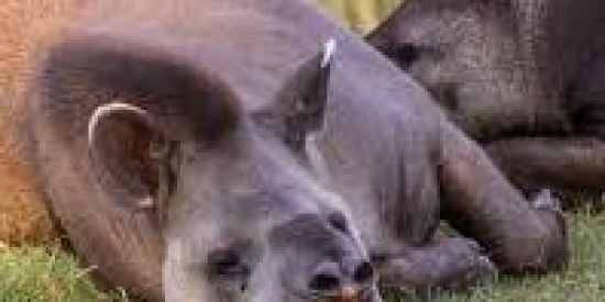 Imagem do grupo de WhatsApp ANTA DIVULGAÇÃO DE CANAIS