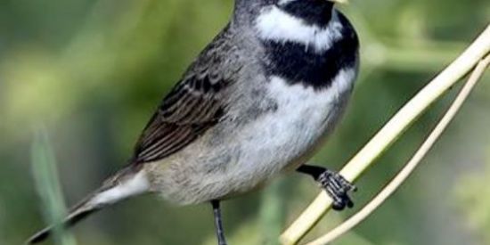 Imagem do grupo de WhatsApp Criadores de pássaros bh e região