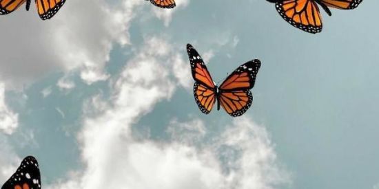 Imagem do grupo de WhatsApp Triagem 🦋