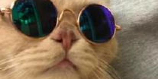 Imagem do grupo de WhatsApp Amigo