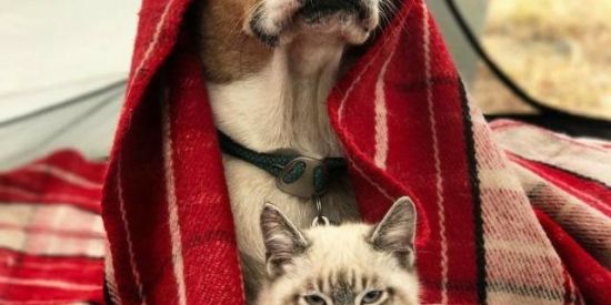 Imagem do grupo de WhatsApp Doação de animais PGM 🐈🐕