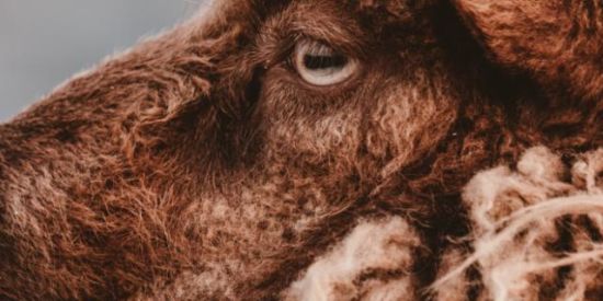 Imagem do grupo de WhatsApp Rumo ao 100 mil