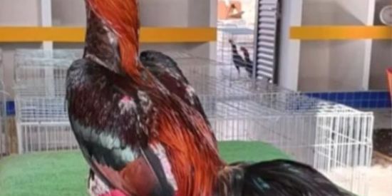 Imagem do grupo de WhatsApp GALO CONBATENTE🐓