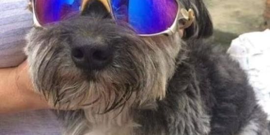 Imagem do grupo de WhatsApp SHITPOSTER