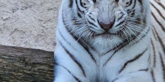 Imagem do grupo de WhatsApp MAGNATAS JB CRAVODASORTE🤑