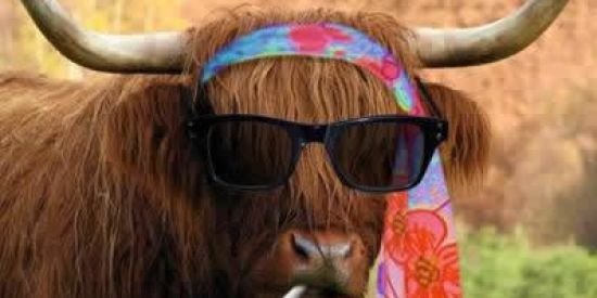 Imagem do grupo de WhatsApp A gente é corno(a) mesmo 🐂