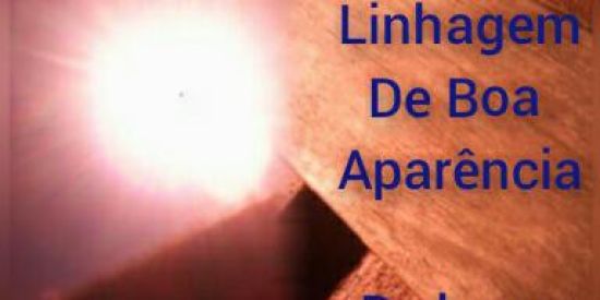 Imagem do grupo de WhatsApp Acorda povo🦧🐎🦜☘️