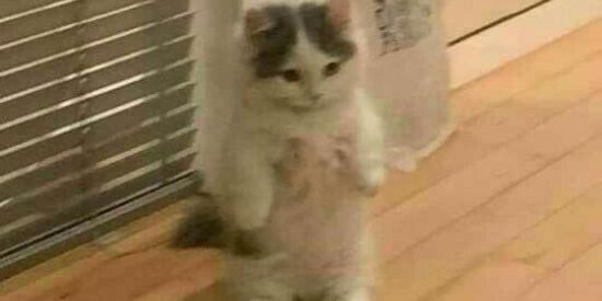 Imagem do grupo de WhatsApp 🔥۝SHITS۝🔥