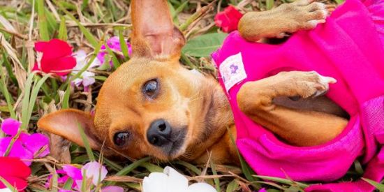 Imagem do grupo de WhatsApp Pinscherlove ♥️