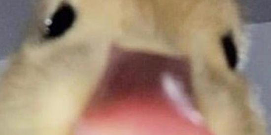 Imagem do grupo de WhatsApp GP de Zoeira e Amizades