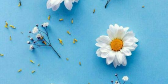 Imagem do grupo de WhatsApp ❄️🌼✧Rɠ'ร✧ recrutamento 🌼❄️