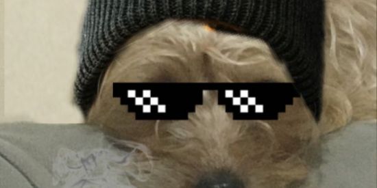 Imagem do grupo de WhatsApp ❄️🝳ᬊ͜͡SHITPOSTᬊ͜͡🝳❄️