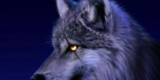 Imagem do grupo de WhatsApp ✫LOBOS✫