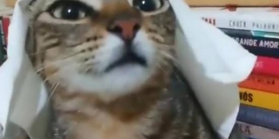 Imagem do grupo de WhatsApp Figurinhas🍦