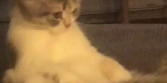 Imagem do grupo de WhatsApp GALINHA🌚✨