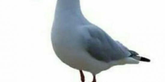 Imagem do grupo de WhatsApp Shits 0.0🐦