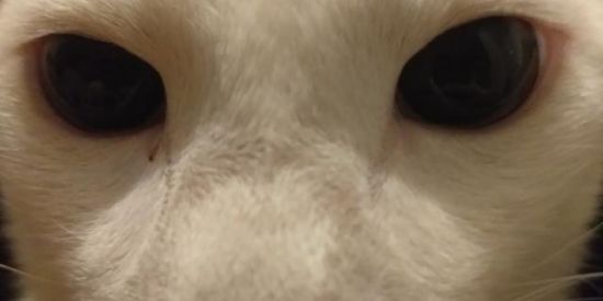 Imagem do grupo de WhatsApp 🎌S̶h̶i̶t̶j̶a̶p̶a̶🎌 V2