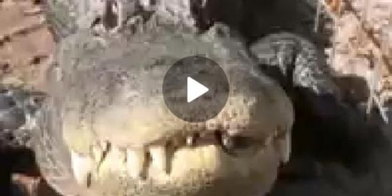 Imagem do grupo de WhatsApp Cabaré Do 🐊