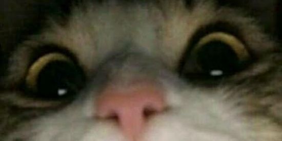 Imagem do grupo de WhatsApp Grupo dos shit post