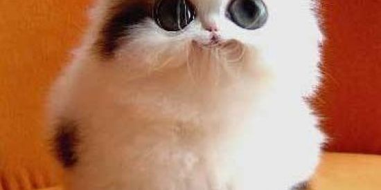 Imagem do grupo de WhatsApp ØS LĘKS SHÏTPÖSTĖ