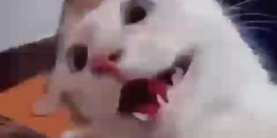 Imagem do grupo de WhatsApp Shitpost  do zapu