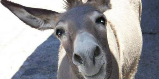 Imagem do grupo de WhatsApp Áudios engraçados. 🧨🤬