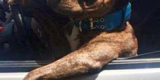 Imagem do grupo de WhatsApp S H I T P O S T