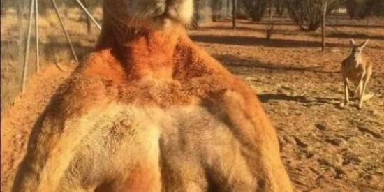 Imagem do grupo de WhatsApp Só figurinhas animadas