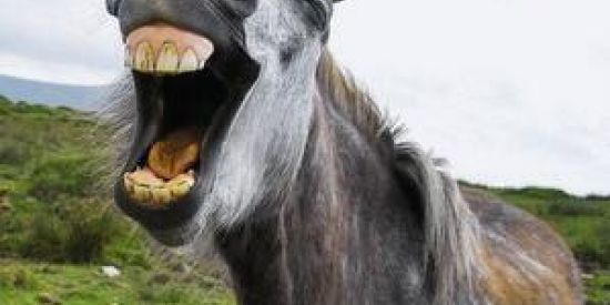 Imagem do grupo de WhatsApp PIADAS DA PESTE!!😂