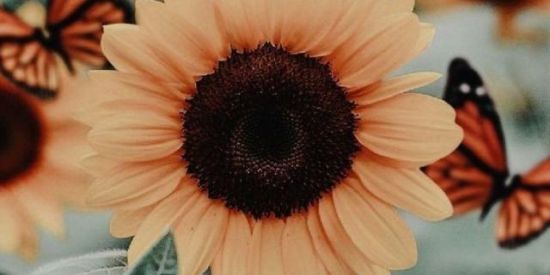 Imagem do grupo de WhatsApp Recepção girassol👑🌻