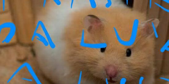 Imagem do grupo de WhatsApp Tacarentecompra um hamst🐹