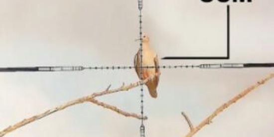 Imagem do grupo de WhatsApp TÁ NA MIRA 5.5,4.5