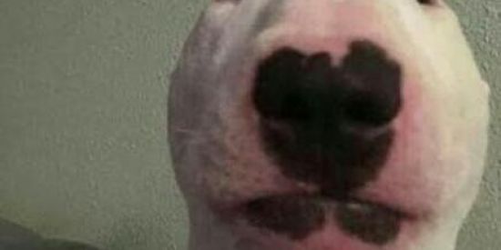 Imagem do grupo de WhatsApp Shitpost recepção CDA