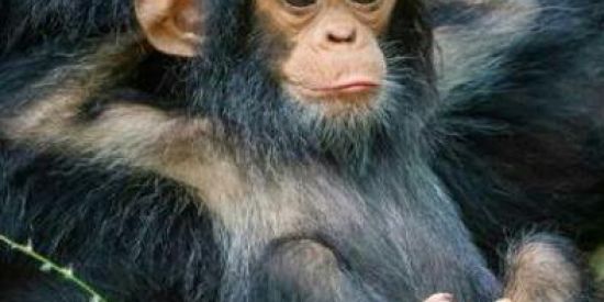 Imagem do grupo de WhatsApp Só Zueira 😎👌🔥