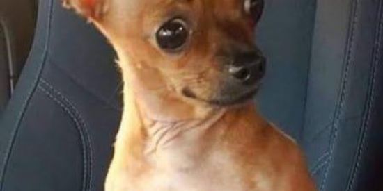 Imagem do grupo de WhatsApp SHITPOSTER 4.0