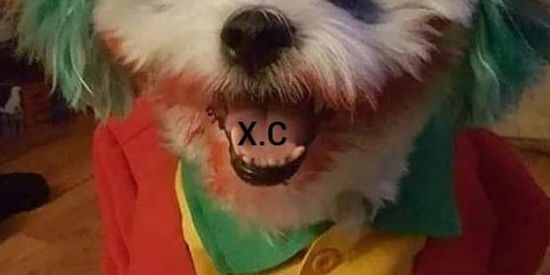 Imagem do grupo de WhatsApp Figurinhas🍦