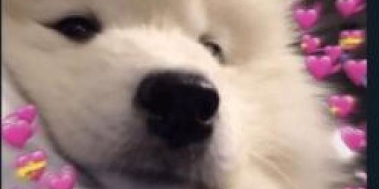 Imagem do grupo de WhatsApp Figursoca