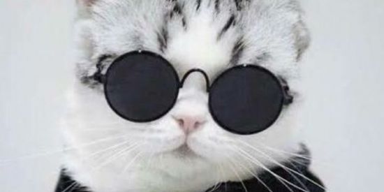 Imagem do grupo de WhatsApp 🐈CAT_MED🐈