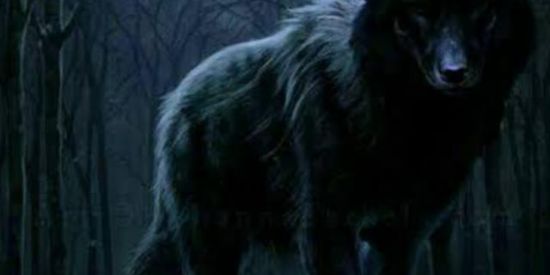 Imagem do grupo de WhatsApp Grupo dos lobos