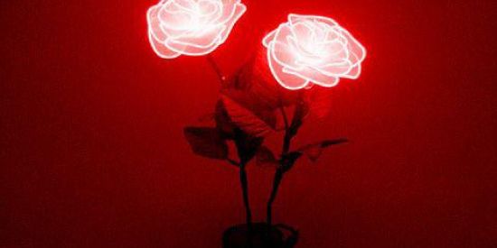 Imagem do grupo de WhatsApp Não se apaixone