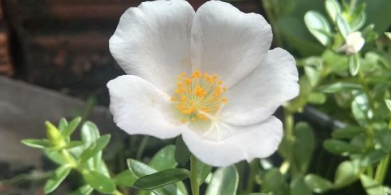 Imagem do grupo de WhatsApp NOSSA NATUREZA🌱