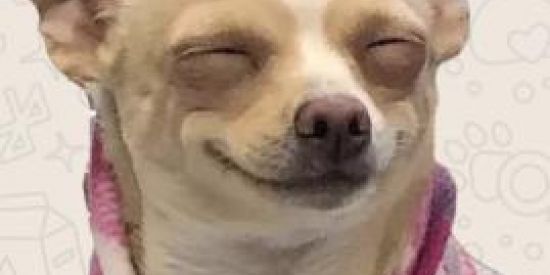 Imagem do grupo de WhatsApp Tumulto das figurinhas🔥🔥