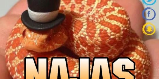 Imagem do grupo de WhatsApp 🐍Recrutamento Najas🐍