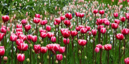 Imagem do grupo de WhatsApp Plantas em Geral