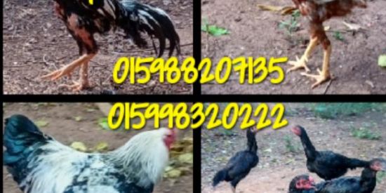 Imagem do grupo de WhatsApp Galinhas ovos pintainhos