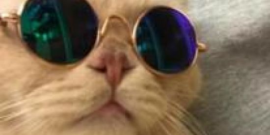 Imagem do grupo de WhatsApp Figurinhas 🗯️