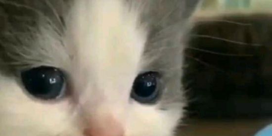 Imagem do grupo de WhatsApp O mundo e nosso 2.0👌🏼😎🐦