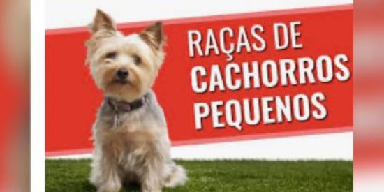 Imagem do grupo de WhatsApp Só cães ,porte pequeno